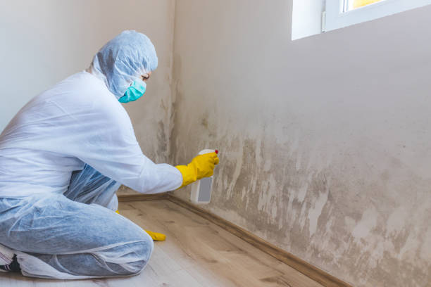 Licensed Mold Remediation service in Cypress, TX - 24 Hour Mold Removal